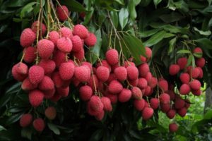 lychee-farming-3739